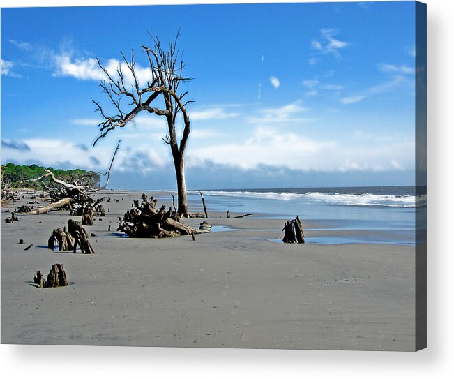 Tree Acrylic Print featuring the photograph Hunting Island - 1 by Ellen Tully