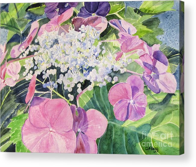 Original Watercolor Acrylic Print featuring the painting Hydrangea Blooming by Carol Flagg