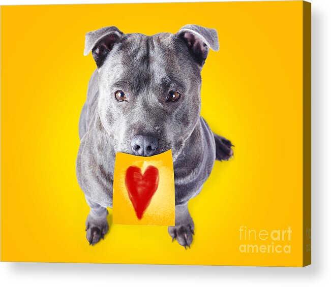Pets Acrylic Print featuring the photograph Imploring staffie with a sticky note on his mouth by Jorgo Photography