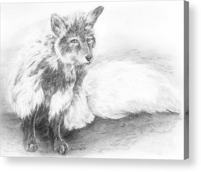 Fox Acrylic Print featuring the drawing In Transition by Meagan Visser