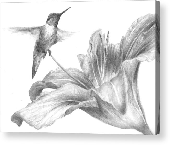 Bird Acrylic Print featuring the drawing Inspection by Meagan Visser