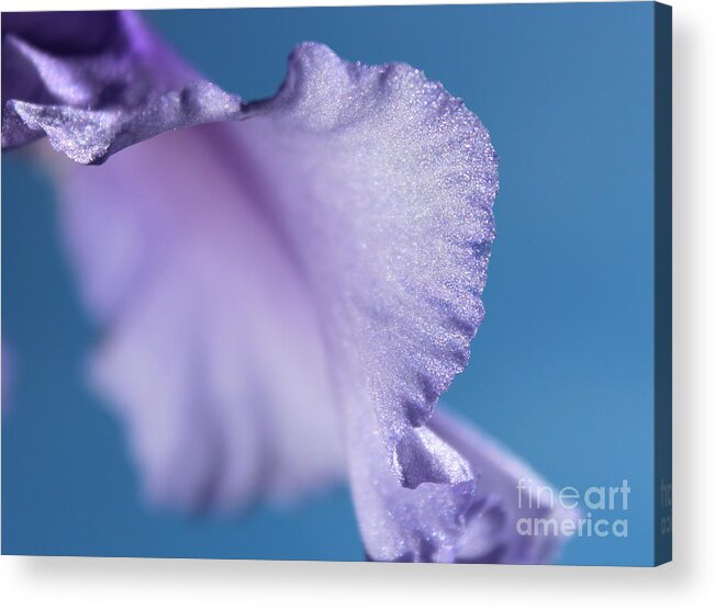 Iris Acrylic Print featuring the photograph Intuition by Stacey Zimmerman