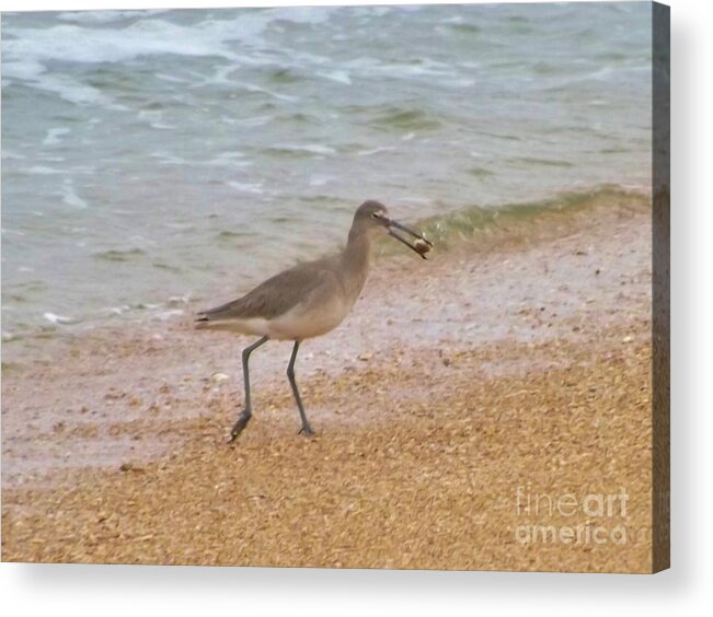 Sandpiper Acrylic Print featuring the photograph Its my lucky day by Brigitte Emme
