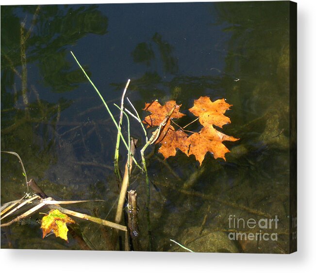 Landscape Acrylic Print featuring the photograph It's over - Leafs on Pond by Brenda Brown