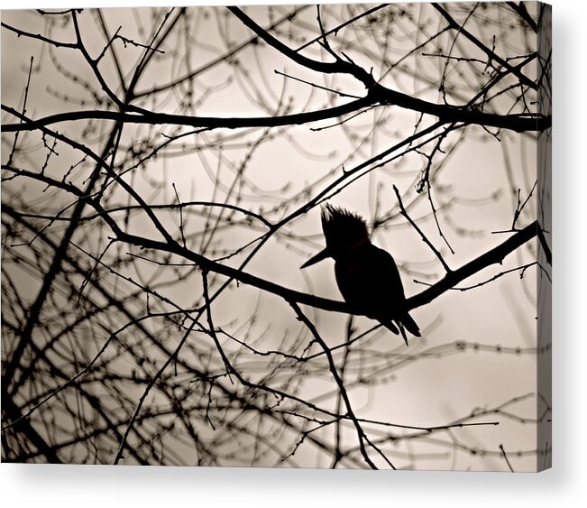 Kingfisher Silhouette Acrylic Print featuring the photograph Kingfisher Silhouette by Dark Whimsy