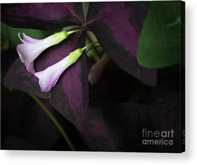 Flowers Acrylic Print featuring the photograph Lay Down Beside Me by Ellen Cotton