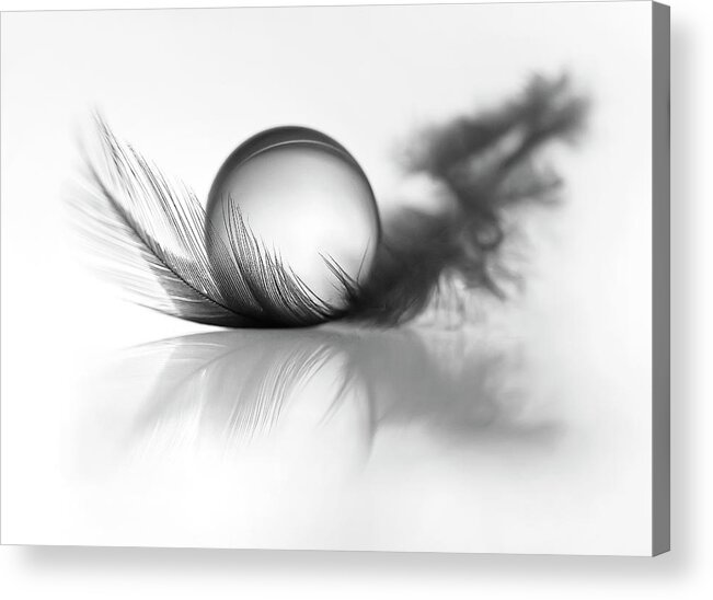 Feather Acrylic Print featuring the photograph Lightness by Aida Ianeva