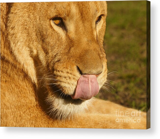Close-up Acrylic Print featuring the photograph Lion licking her nose by Nick Biemans