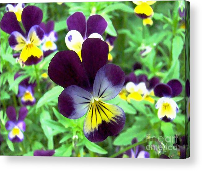 Gardens Acrylic Print featuring the photograph Little Violas by Margaret Hamilton