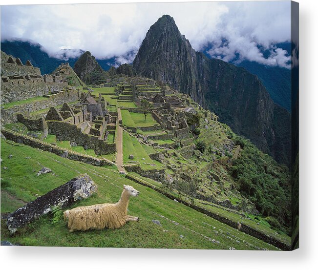 Built Structure Acrylic Print featuring the photograph Llama At Machu Picchus Ancient Ruins by Chris Caldicott
