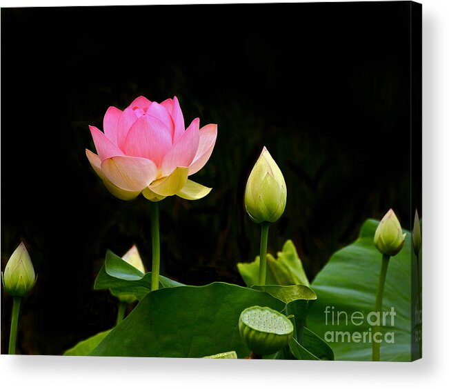 Full Lotus Acrylic Print featuring the photograph Lotus Full Lotus Bright by Byron Varvarigos