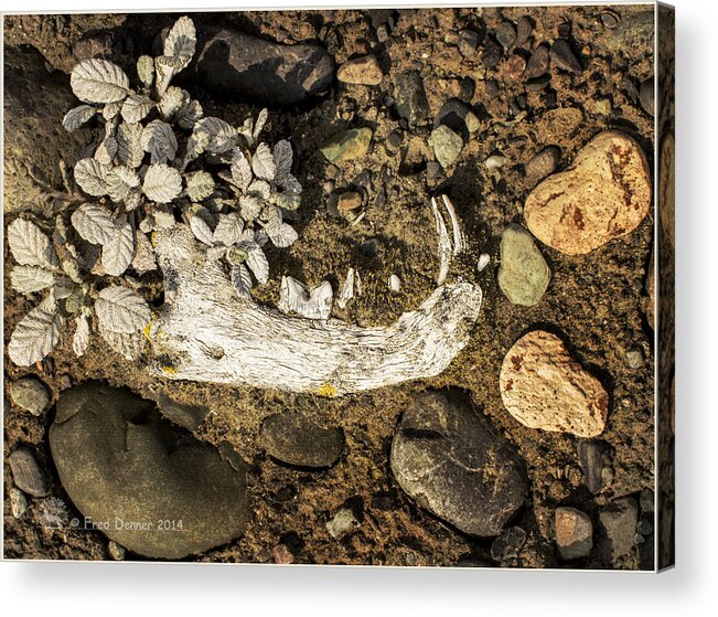 Bone Acrylic Print featuring the photograph Lynx Jaw by Fred Denner