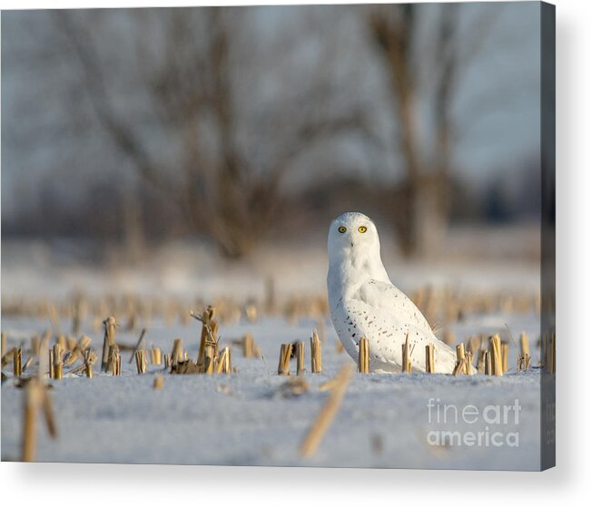 Field Acrylic Print featuring the photograph Majestic Male Snowy by Cheryl Baxter
