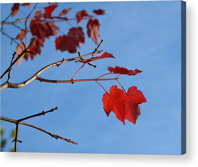 Reds Acrylic Print featuring the photograph Maple Leaf Duet by Michele Myers