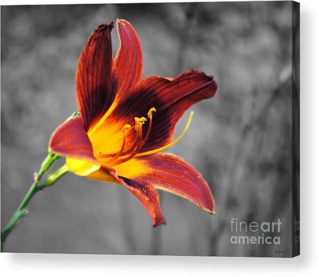 Lily Acrylic Print featuring the photograph Margo's Lily by Jai Johnson