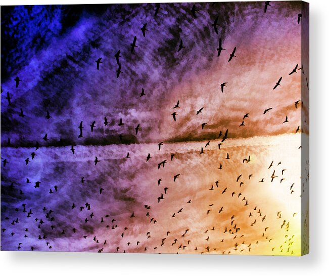 Bird Acrylic Print featuring the photograph Meet Me Halfway Across The Sky 3 by Angelina Tamez