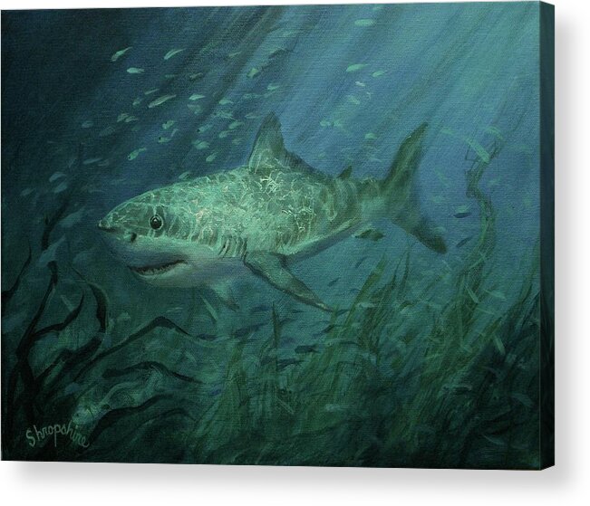 Shark Acrylic Print featuring the painting Megadolon Shark by Tom Shropshire