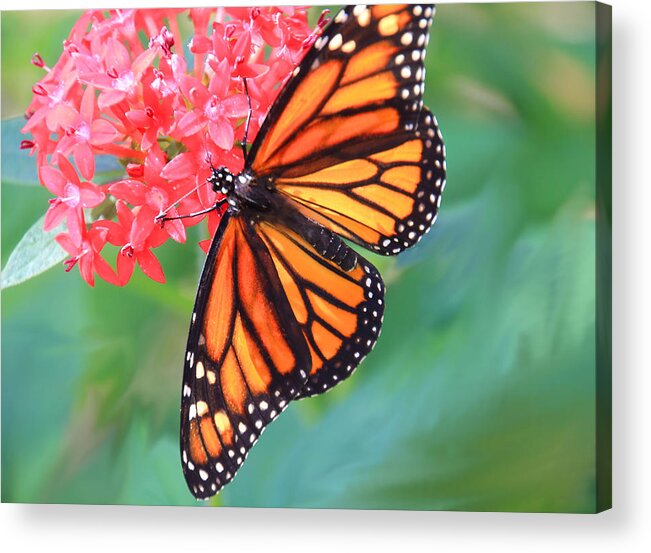 Butterfly Acrylic Print featuring the photograph Monarch Macro by Rosalie Scanlon