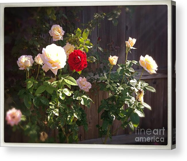 Roses Acrylic Print featuring the photograph Morning Glory by Vonda Lawson-Rosa