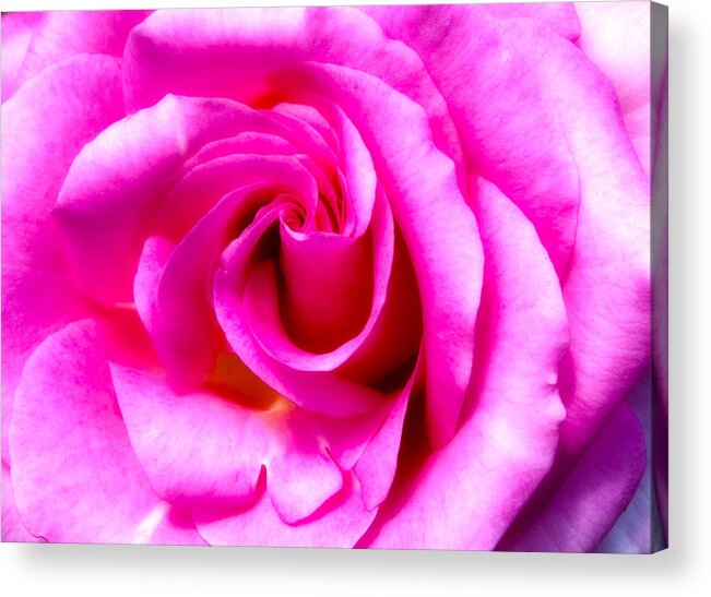 Mother's Day Acrylic Print featuring the photograph Mother's Day Rose Blank by Mark Andrew Thomas