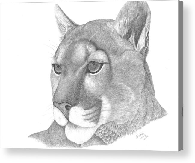 Mountain Lion Acrylic Print featuring the drawing Mountain Lion by Patricia Hiltz