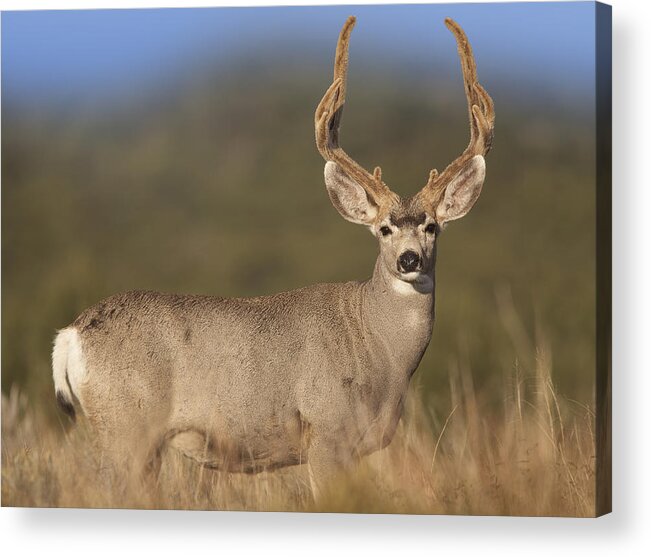 00176098 Acrylic Print featuring the photograph Mule Deer Buck In Dry Grass by Tim Fitzharris