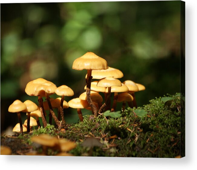 Luxemburg In The Forest Acrylic Print featuring the photograph Mushrooms In The Forest by Jolly Van der Velden