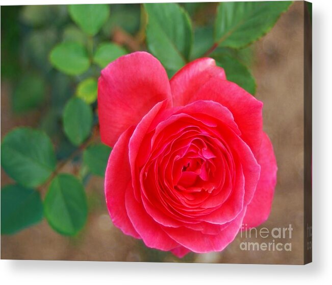 Garden Rose Acrylic Print featuring the photograph NaturaL GarDeN BeauTY by Angela J Wright