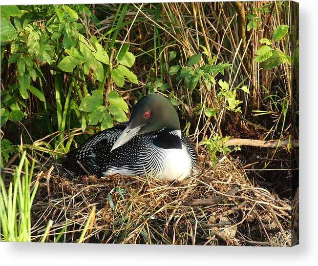 Loon Acrylic Print featuring the photograph Nesting Loon by Duane Cross