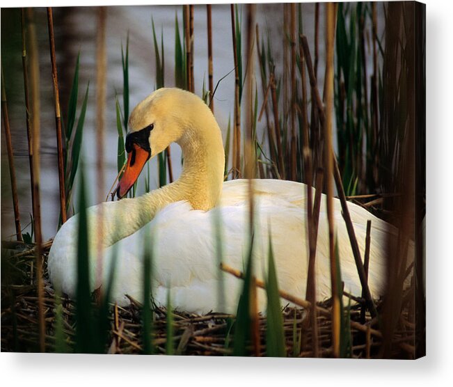 Swan Acrylic Print featuring the photograph Nesting Swan by Michael Hubley