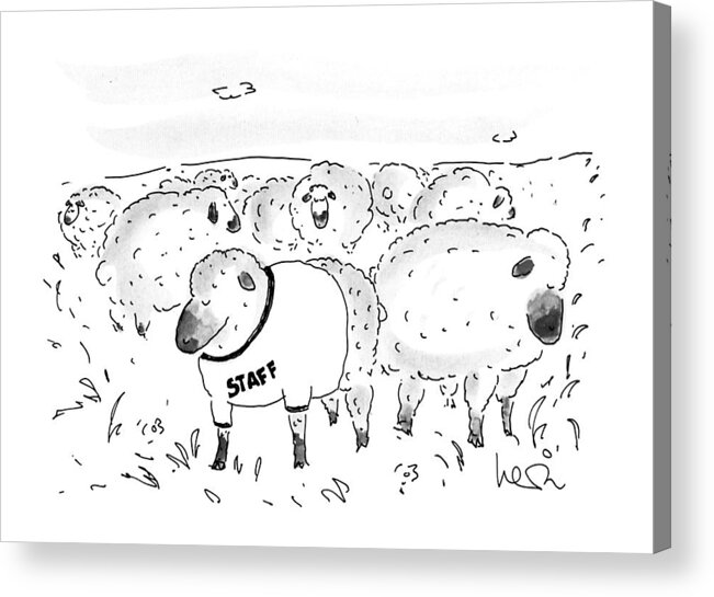 No Caption
A Herd Of Sheep Stands Around Acrylic Print featuring the drawing New Yorker October 21st, 1991 by Arnie Levin