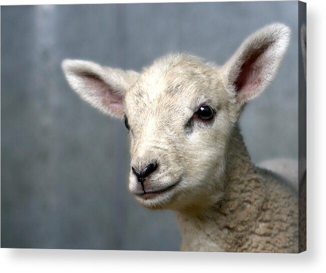 Animal Themes Acrylic Print featuring the photograph Newborn Lamb by Bob Van Den Berg Photography