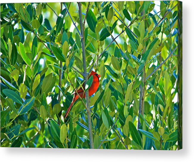 Northern Cardinal Acrylic Print featuring the photograph Northern Cardinal Hiding Among Green Leaves by Cyril Maza