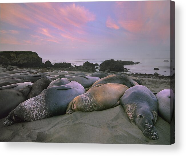 Feb0514 Acrylic Print featuring the photograph Northern Elephant Seals Point Piedra by Tim Fitzharris