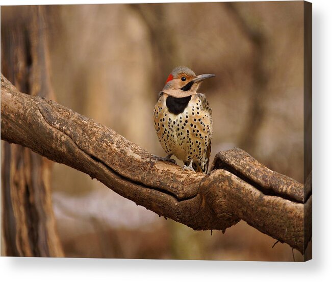Northern Flicker Acrylic Print featuring the photograph Northern Flicker by Sandy Keeton