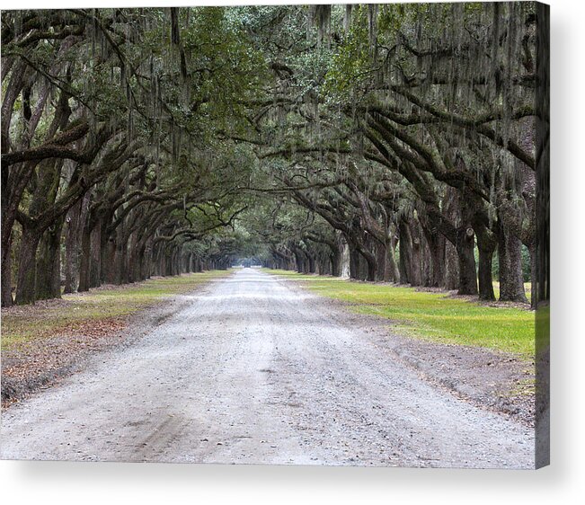 Scenery Acrylic Print featuring the photograph Oak Avenue by Kenneth Albin