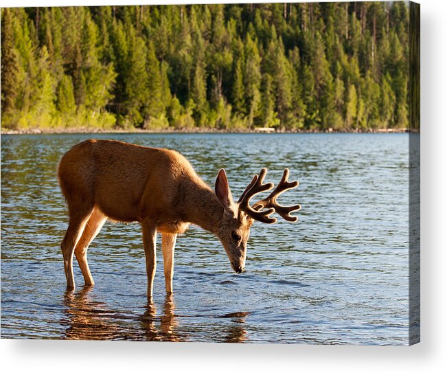 Deer Acrylic Print featuring the photograph Oh Deer Is That Me by Bruce Gourley
