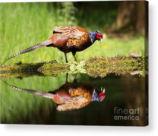 Common Pheasant Acrylic Print featuring the photograph Oh my what a handsome pheasant by Louise Heusinkveld