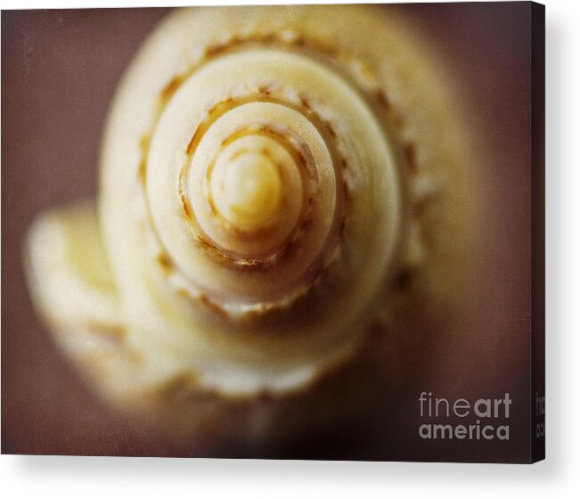 Olive Shell Acrylic Print featuring the photograph Olive Shell by Elena Nosyreva