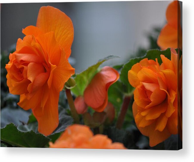 Flowers Acrylic Print featuring the photograph Orange Beauties by Heather L Wright