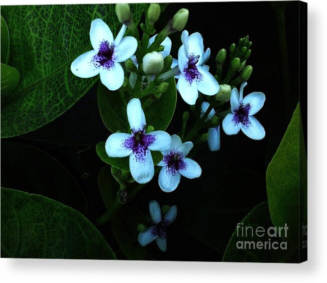 Flowers Acrylic Print featuring the photograph Orchid Glow by Laura Wong-Rose
