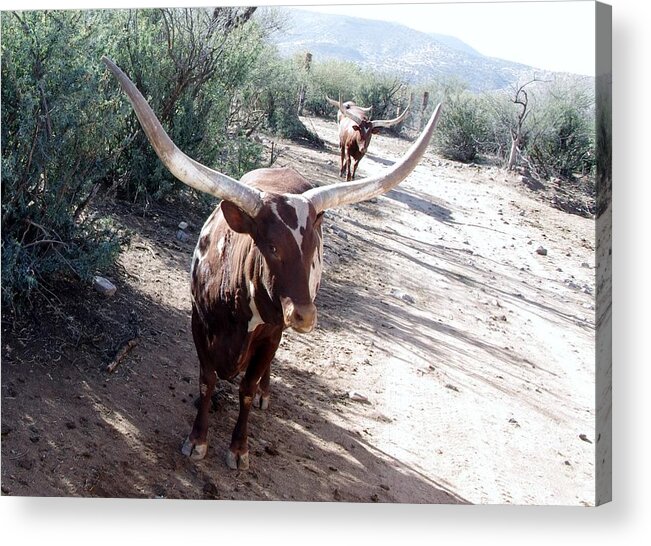 Out Of Africa Acrylic Print featuring the photograph Out of Africa Long Horns by Phyllis Spoor