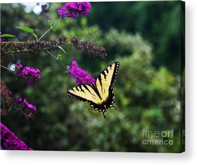 Butterfly Acrylic Print featuring the photograph Out Of Bounds by Judy Wolinsky