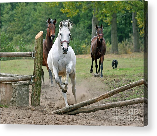 Horse Acrylic Print featuring the photograph Over The Fence by Ang El