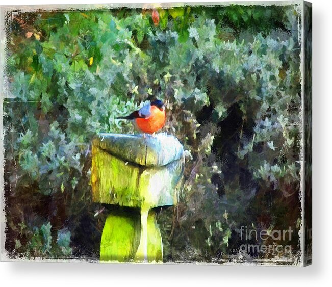 Art Acrylic Print featuring the painting Painted Bullfinch S1 by Vix Edwards