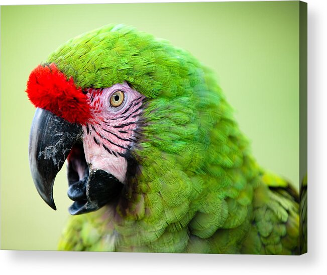 Parrot Acrylic Print featuring the photograph Parrot by Sebastian Musial
