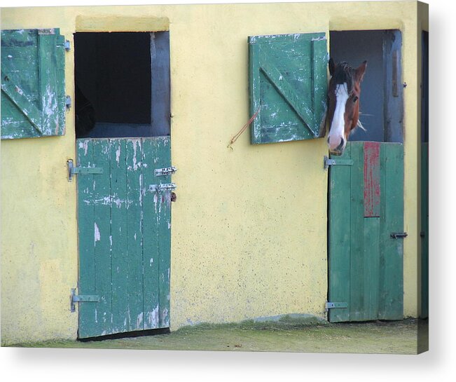 Horse Barn Acrylic Print featuring the photograph Peekaboo by Suzanne Oesterling