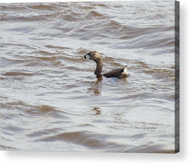 Pied-billed Grebe Acrylic Print featuring the photograph Pied-billed Grebe by Thomas Young