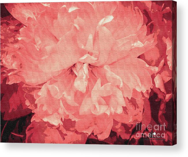 Pink Acrylic Print featuring the photograph Pink Macro Flower by Grace Grogan
