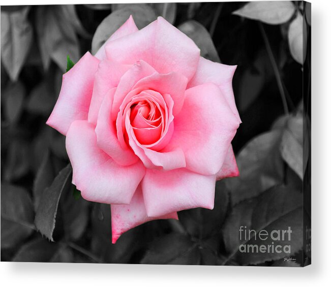Rose Acrylic Print featuring the photograph Pink Rose by Jai Johnson